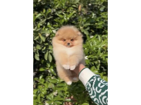 Aşırı cana yakın pomeranian boo 2 aylık
