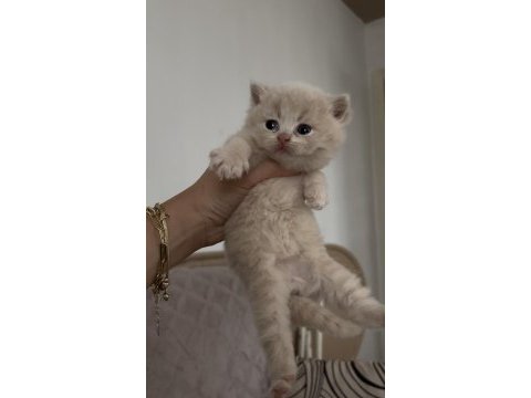 British shorthair kedisi