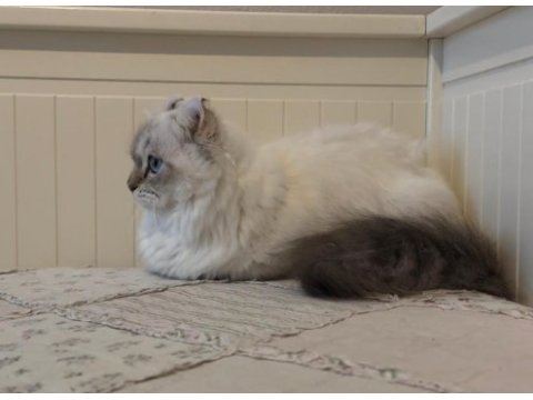 British longhair munchkın cüce kedimiz erkek kinkalow