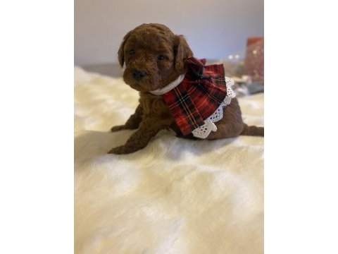 Minik kurabiyeler kore baba - kore kan anne poodle yavruları
