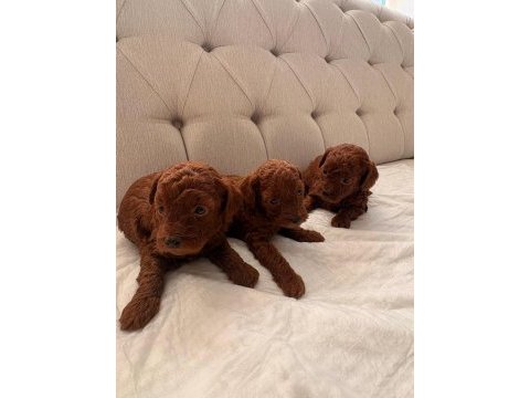 Safkan red brown toy poodle
