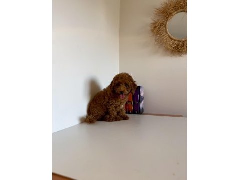 Bir dişi ve bir erkek toy poodle
