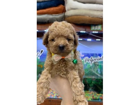 Güzel poodle yavrular yeni yuvalarını arıyor