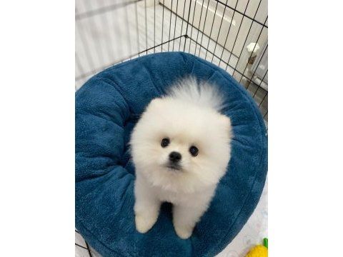 Pomeranian boo 7 aylık erkek