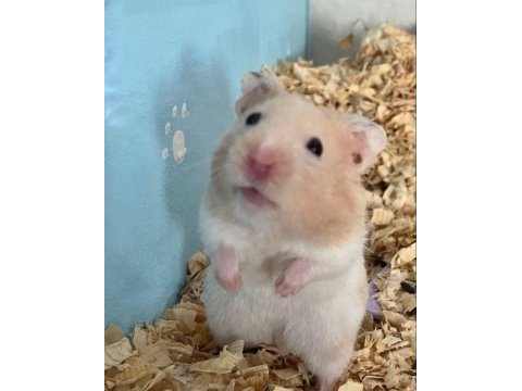 Hamster-gonzales yavrularımız heryere gönderim