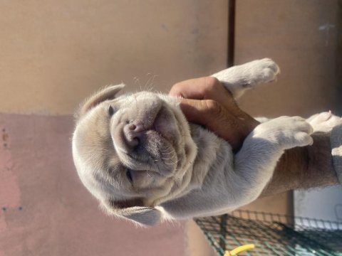 İzmirden new shade isabella fawn dişi french bulldog yavru