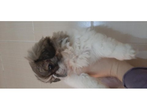 Pekinez yavru köpeğimiz imperial cinsi