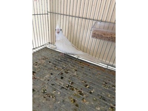 İkinci kuluçka hazırlığında kusursuz albino-wf takım sultan