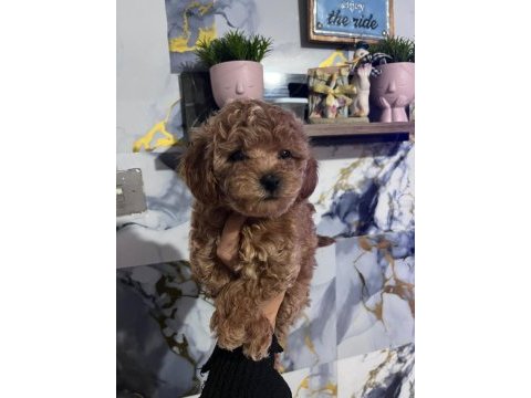 Anne maltipoo baba toy poodle
