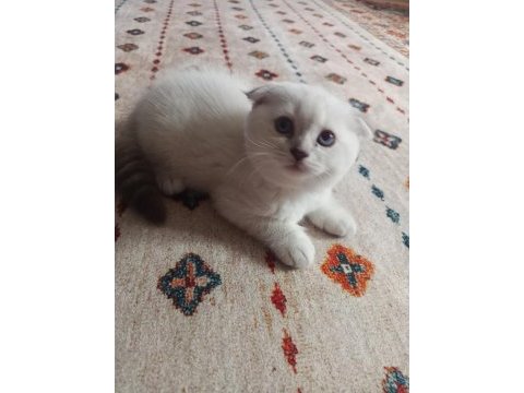 Scottish fold ömürlük yuvasını arıyor