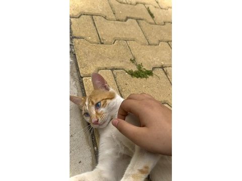Hem uysal hemde oyuncu sarman kedimiz maviş