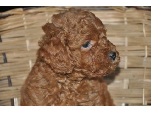 Toy poodle bebekler