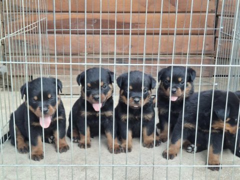 A şecereli macar koca kafa küt burun rottweiler