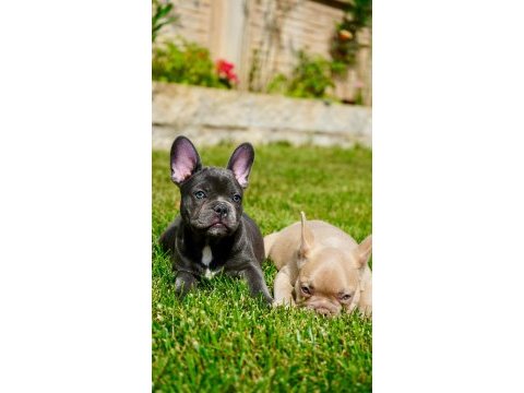 French bulldog yavruları çiftlikten 