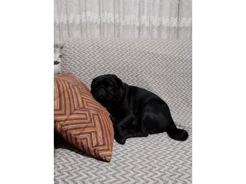 Erkek siyah pug 4 yaşında