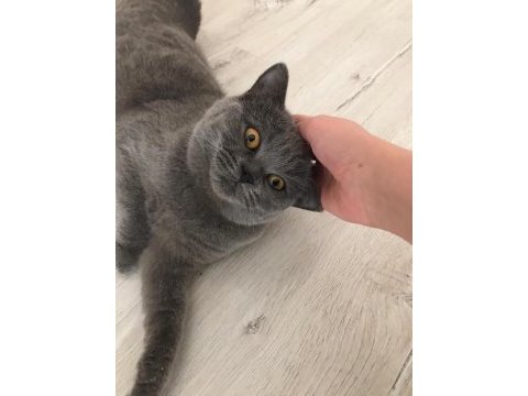 1 yaşında dişi british shorthair