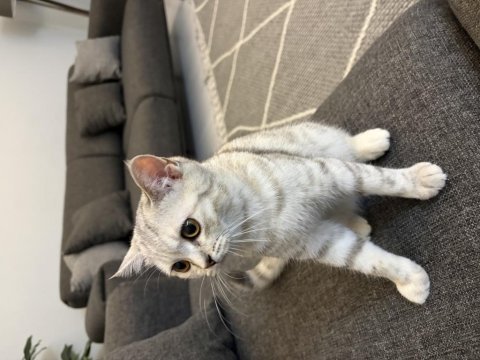 Bebek kedimize yuva arıyoruz