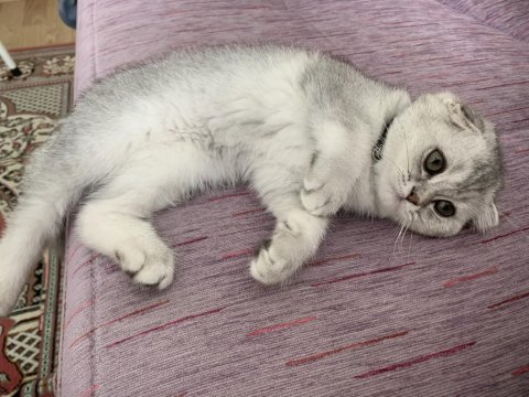 Kedi 2 tane british shorthair