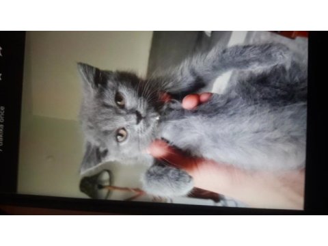 British shorthair 2 aylık