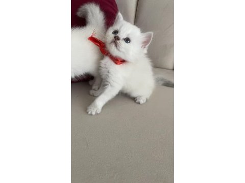 2 aylık yavru erkek ve dişi kedimiz