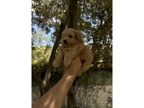 Maltipoo kore kan f2 dünya tatlısı bebekler