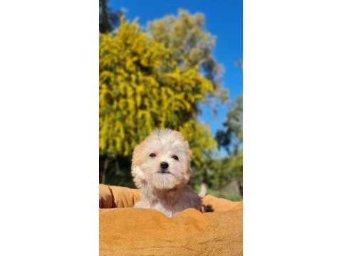 Dişi teacup morkie