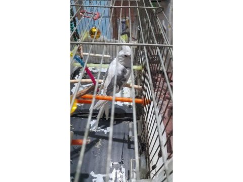 Heavy cinsi erkek sultan papağanı