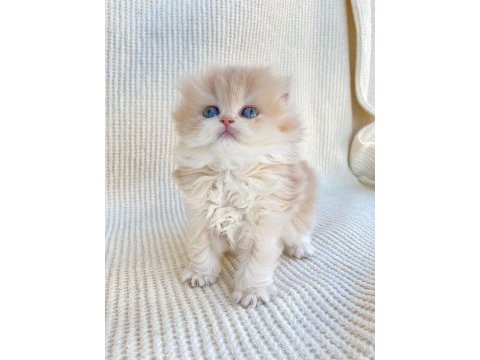 British longhair cy12 lesley yeni yuvasını arıyor