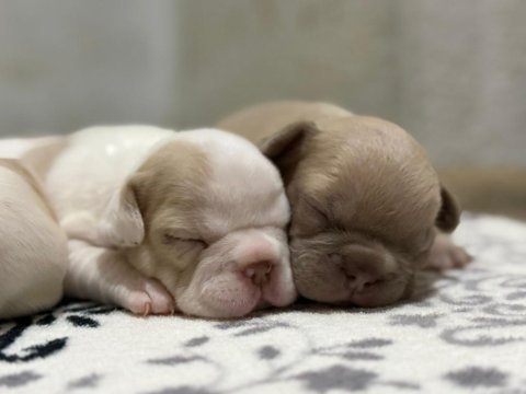 French bulldog yavrularımız