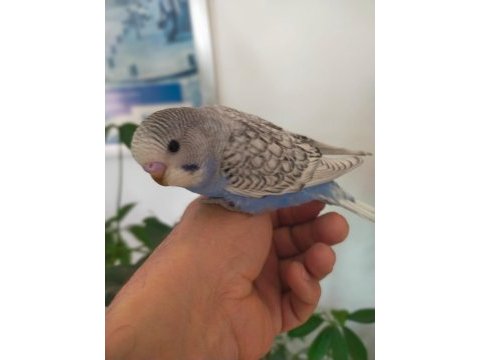 Ele alışık muhabbet kuşları