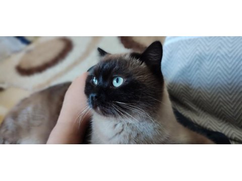 Orijinal british shorthair