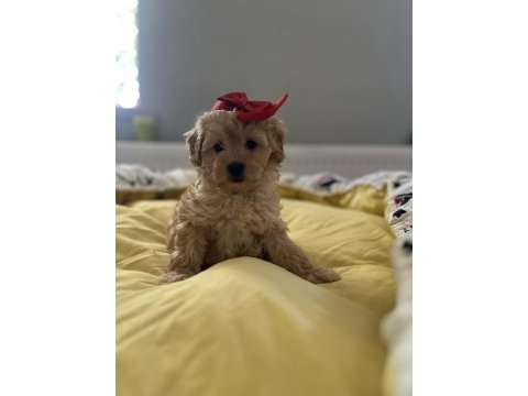 Güzel bebeğimiz maltipoo