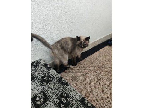 Dişi sevimli kedilerimiz