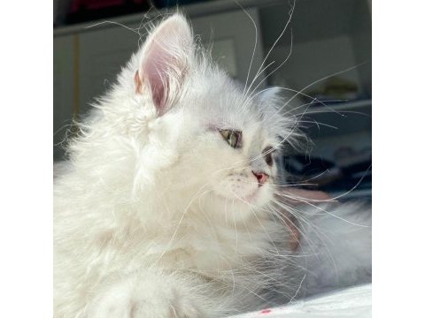 British longhair ns11 bebeklerimiz yeni ailelerini bekliyor