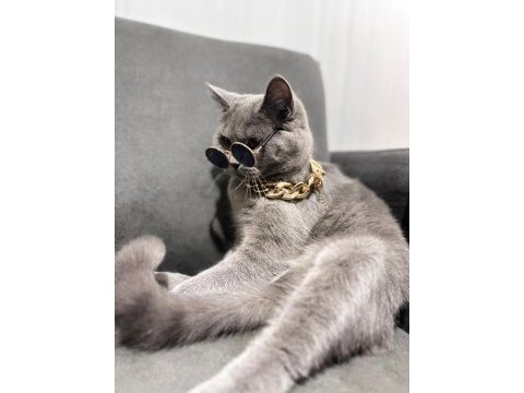 Acil karneli british shorthair