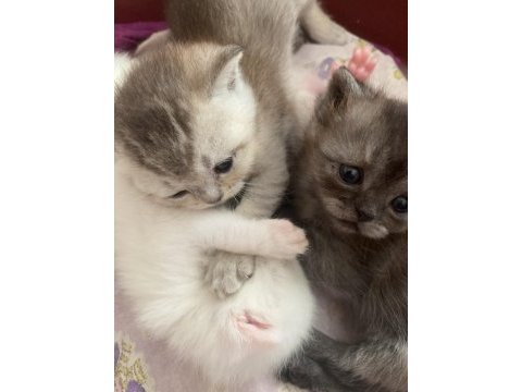 Mersin scottish fold british shorthair kedi