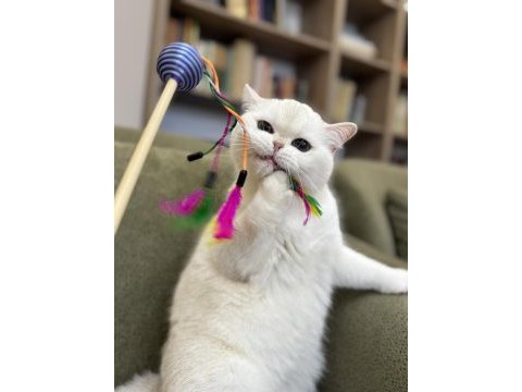 Kısırlaştırma şartıyla ücretsiz british shorthair