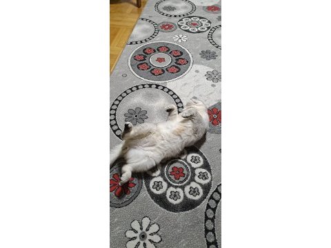 Acil yuva aranıyor kedimiz bulut ücretsiz sahiplendirme