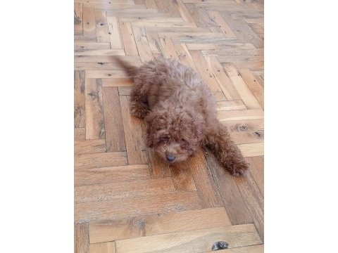 4 aylık dişi poodle