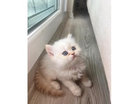 British longhair acil kalıcı yuva aranıyor