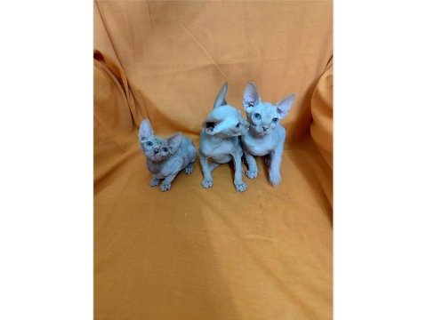 Sphynx home son yavrular