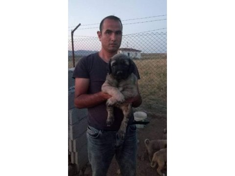 Kangal yavrusu