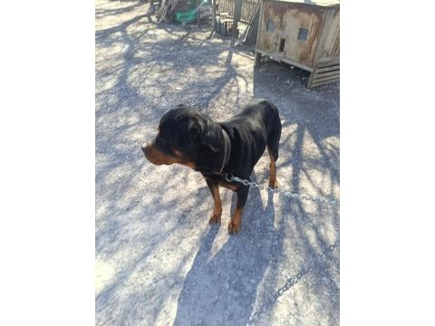 Orjinal rottweiler çiftleştirmeye uygun acil