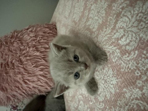 British shorthair 40 günlük erkek