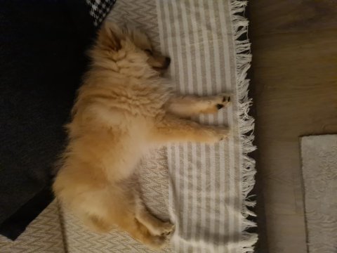 4 aylık pomeranian spitz