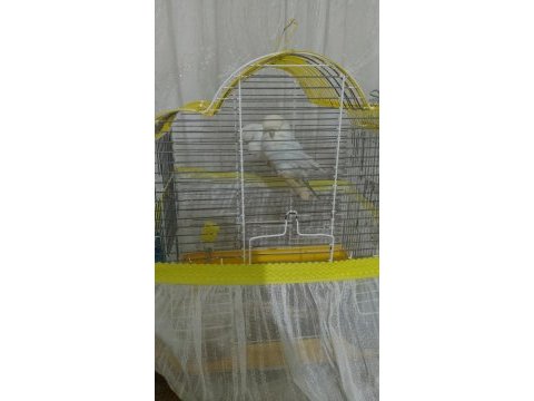 Jumbo yeni çift muhabbet kuşu