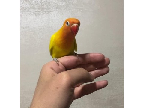 Lutino cennet papağanı yavru