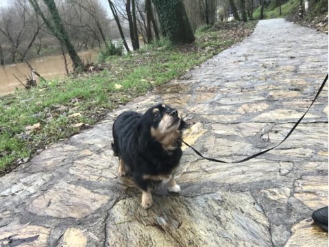 Köpeğimiz şeker hanıma acil sıcak bir yuva arıyoruz