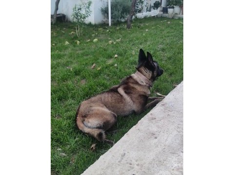 Alan koruma belçika malinois