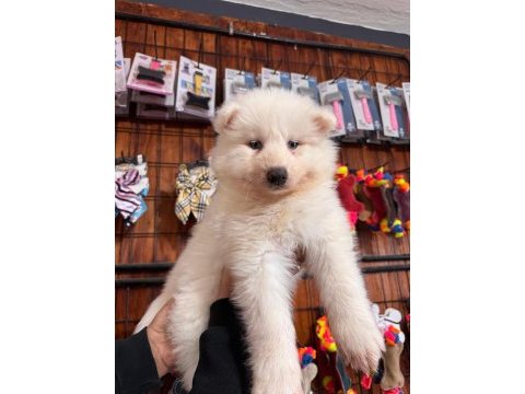 Mükemmel kalitede samoyed bebekler için acele edin